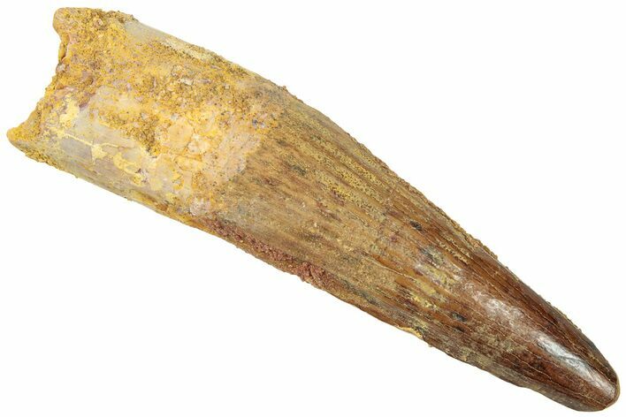Fossil Spinosaurus Tooth - Real Dinosaur Tooth #312926